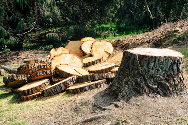 How Our Tree Care Process Works  in  Leland Grove, IL